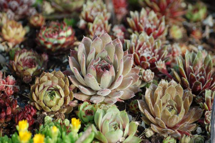 Sempervivum Dachwurz Hauswurz